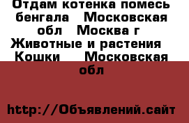 Отдам котенка помесь бенгала - Московская обл., Москва г. Животные и растения » Кошки   . Московская обл.